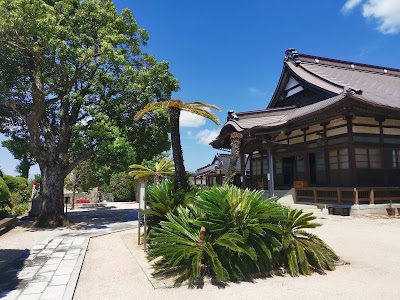 福楽寺のソテツ（市指定天然記念物）