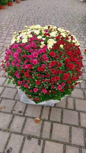 Szkółka Drzew i Krzewów Ozdobnych Małgorzata i Wojciech Januszewscy - Ogrodnik