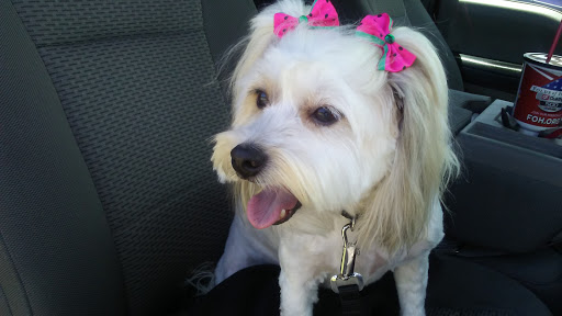 Pet Supply Store «PetSmart», reviews and photos, 19175 Lyndon B Johnson Fwy, Mesquite, TX 75150, USA