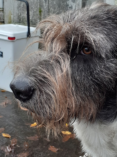 Recensioni di Ambulatorio Veterinario Biagioni Gagliani Lencioni Romeo a Lucca - Veterinario