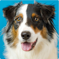 Veterinary and Rehabilitation Center of Cape Elizabeth - Car repair in Cape Elizabeth, ME, Portland - Rated 3.8/5