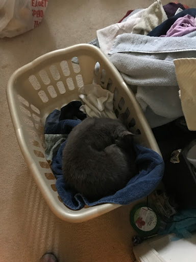 Shopping Mall «Lebanon Valley Mall», reviews and photos, 2231 Lebanon Valley Mall, Lebanon, PA 17042, USA