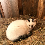 Photo n°1 de l'avis de Peter.o fait le 18/02/2020 à 06:52 sur le  Brotzeitstube Beim Thanner à Ofterschwang