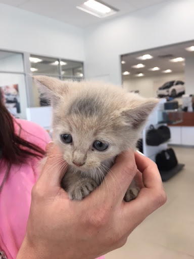 Used Car Dealer «Fields BMW of Daytona», reviews and photos, 1050 N Tomoka Farms Rd, Daytona Beach, FL 32124, USA