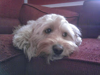 Happy Pet Care - Photo 4 - Car repair in Brighton, MA, Boston