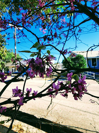 Landscaper «Wilson Landscape Nursery and Florist», reviews and photos, 14650 Bandera Rd, Helotes, TX 78023, USA