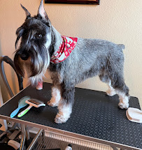 Woof Gang Bakery & Grooming Spring Hill - Photo 6 - Car repair in Spring Hill, FL, Spring Hill