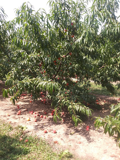 Winery «Dablon Vineyards & Winery», reviews and photos, 111 W Shawnee Rd, Baroda, MI 49101, USA