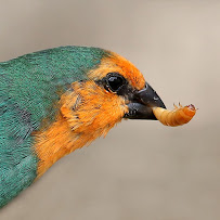 Sunshine State Worms - Photo 7 - Car repair in Brooksville, FL, Spring Hill