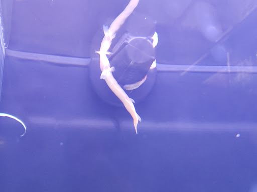 Pet Supply Store «Petco Animal Supplies», reviews and photos, 1415 E Warner Rd, Gilbert, AZ 85296, USA