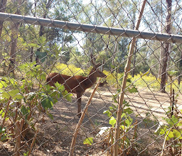 Bosque Centinela II photo