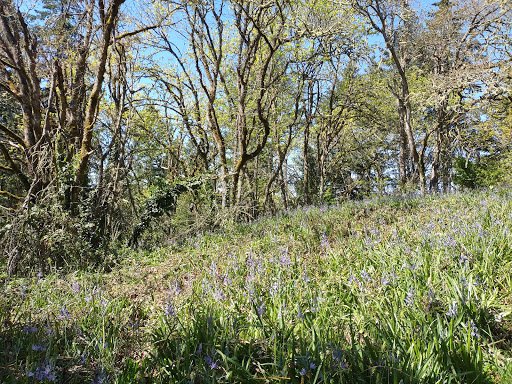 Park «Willamette Heights Park», reviews and photos, 508 Valley View, Springfield, OR 97477, USA