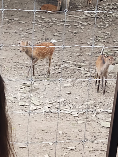 Restaurant «Hidden Valley Animal Adventure», reviews and photos, 2887 Royce Rd, Varysburg, NY 14167, USA