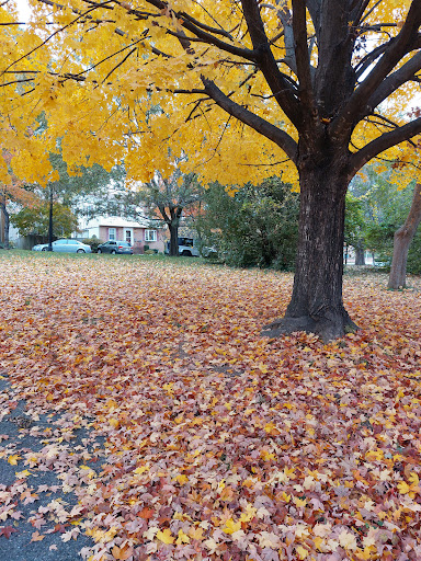 Park «Lacey Woods Park», reviews and photos, 1200 N George Mason Dr, Arlington, VA 22205, USA