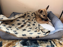 PetSmart - Photo 3 - Car repair in Las Cruces, NM, Las Cruces