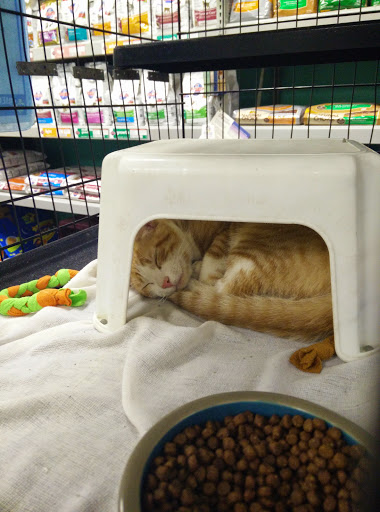 Pet Store «Friendly Pets», reviews and photos, 625 Friendly Center Rd, Greensboro, NC 27408, USA