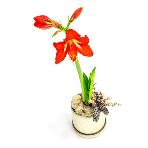 Florist «Green Fresh Florals», reviews and photos, 3785 Fourth Ave, San Diego, CA 92103, USA