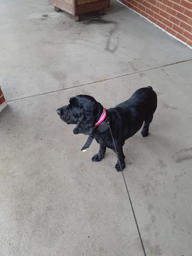 Pet Supply Store «Care-A-Lot Pet Supply Indian River», reviews and photos, 5457 Indian River Rd, Virginia Beach, VA 23464, USA