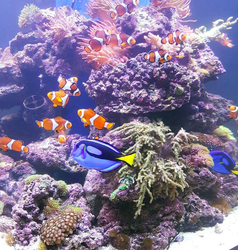 Pet Store «Sho Tank Aquariums», reviews and photos, 433 N Lake St, Mundelein, IL 60060, USA