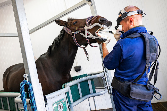 Lower House Equine Clinic - Veterinarian