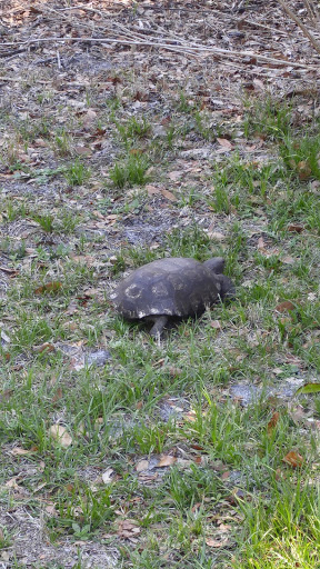 Golf Course «The Tides Golf Club», reviews and photos, 11832 66th Ave N, Seminole, FL 33772, USA