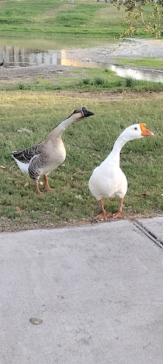 Golf Course «Cimarron Country Club», reviews and photos, 1200 S Shary Rd, Mission, TX 78572, USA