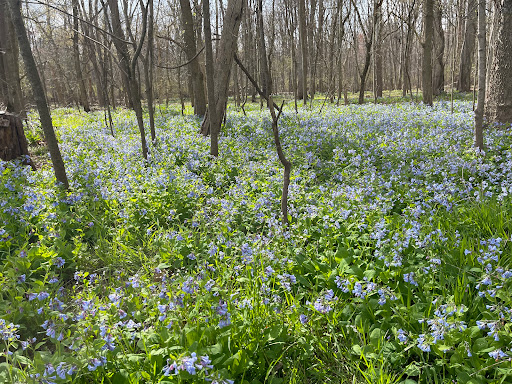 Bluebell Trail
