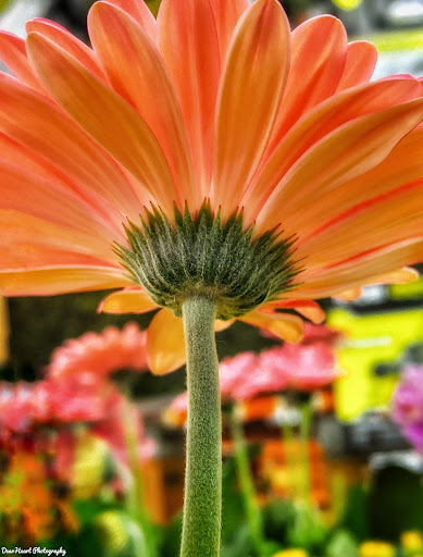 Home Improvement Store «The Home Depot», reviews and photos, 56 Myrick St, Ellsworth, ME 04605, USA