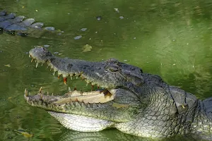 Kachikally Crocodile Pool image