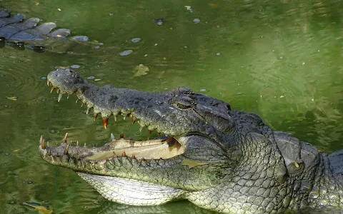 Kachikally Crocodile Pool image