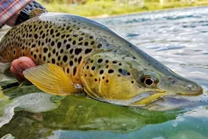 Rio Epic - Southwest Fly Fishing Guide Service image