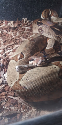 Pet Store «Off The Hook Exotics Pet Shop», reviews and photos, 926 5th Ave, Coraopolis, PA 15108, USA