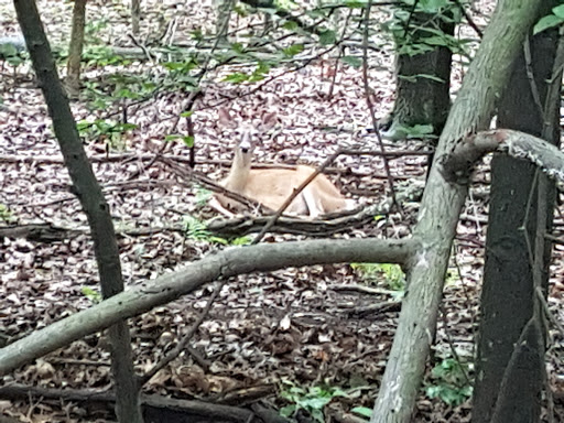 Nature Preserve «Flat Rock Brook Nature Center», reviews and photos, 443 Van Nostrand Ave, Englewood, NJ 07631, USA