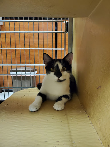 Pet Supply Store «PetSmart», reviews and photos, 8657 Villa La Jolla Dr, La Jolla, CA 92037, USA