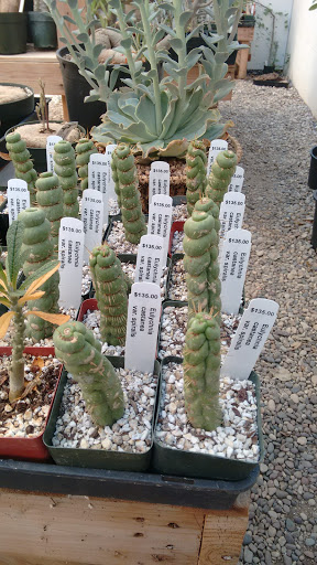 Gift Shop «Desert Creations Nursery and Gift Shop», reviews and photos, 18161 Parthenia St, Los Angeles, CA 91325, USA