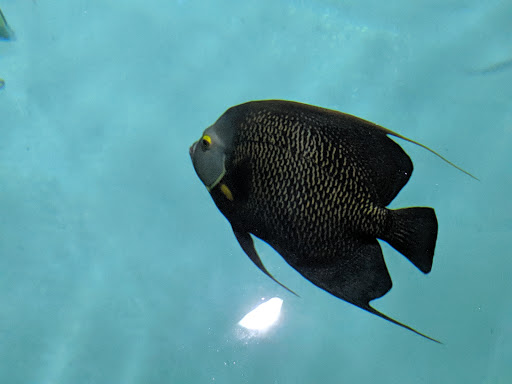 Aquarium «Florida Keys Aquarium Encounters», reviews and photos, 11710 Overseas Hwy, Marathon, FL 33050, USA