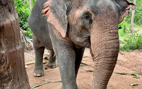 Samui Elephant Sanctuary image