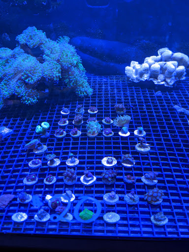 Tropical Fish Store «Fishy Business Aquatics», reviews and photos, 4202 S Cleveland Ave, Fort Myers, FL 33901, USA