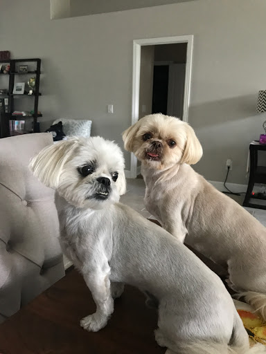 Pet Groomer «ITIG Happy Dog Wash», reviews and photos, 6465 S Chickasaw Trail, Orlando, FL 32829, USA