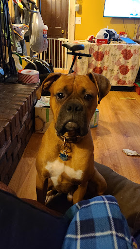 Pet Supply Store «Petco Animal Supplies», reviews and photos, 233 S Stewart Rd, Liberty, MO 64068, USA