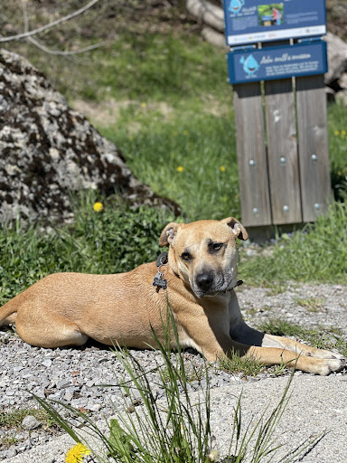 Tierarztpraxis Oberstdorf unter Oberstdorf, Bayern