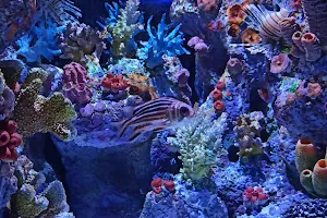 Funtastic Aquarium İzmir image