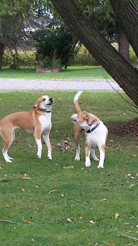 King & Queens Pet Sitting - Photo 4 - Car repair in , Buffalo