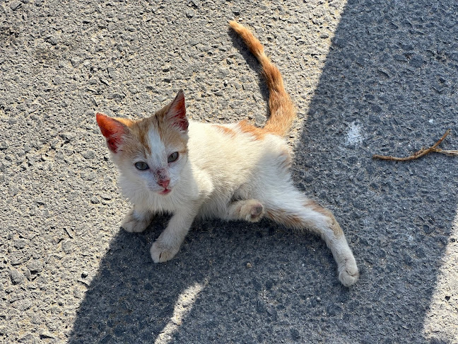 Αξιολογήσεις για το Κτηνιατρικό Κέντρο Κωνσταντίνα Σούλη - Vet Care Zakynthos στην Ζάκυνθος - Κτηνίατρος
