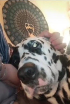 Lupa'nimaux : Soin reiki et lithotherapie animalière à Vincennes