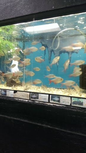 Aquarium «Tropical Treasures», reviews and photos, 3502 W Greenway Rd Suite 7, Phoenix, AZ 85053, USA