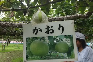 Shironedaigonashinakamurakankokaju Orchards image