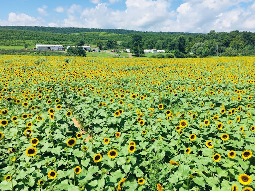 Tourist Attraction «Sunflower Maze», reviews and photos, South St, Middlefield, CT 06455, USA