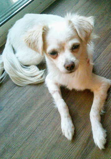 Pet Supply Store «PetSmart», reviews and photos, 79375 CA-111, La Quinta, CA 92253, USA