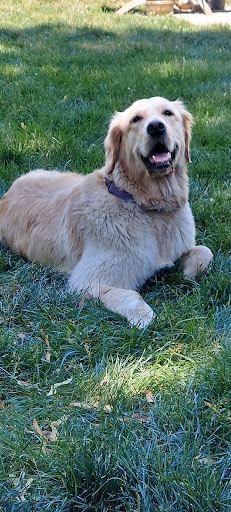 Animal House of Grooming